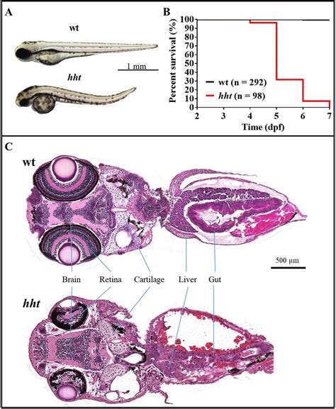 measuring cortical thickness zebrafish|zebrafish vision structure.